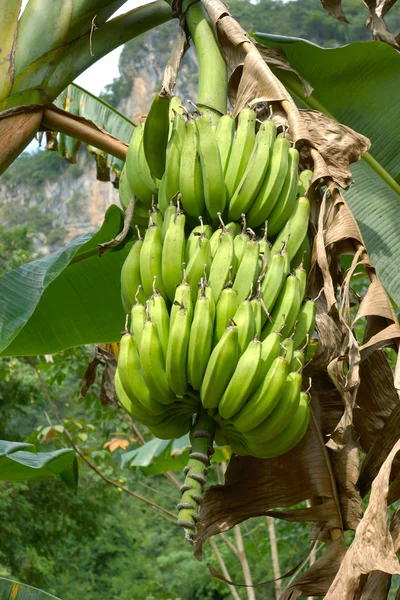 Zielone banany na bananowca. — Zdjęcie stockowe