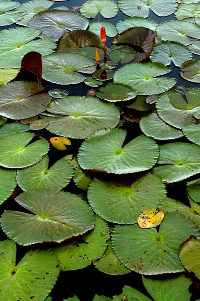 Waterlily verlaat. — Stockfoto