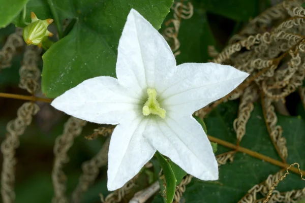 Ivy Gourd flower — Stock Photo, Image