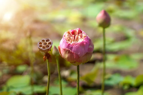 Bellissimo fiore di loto rosa fioritura e luce del sole . — Foto Stock