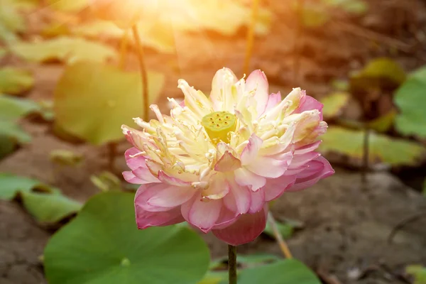 開花中の美しいピンクの蓮の花 — ストック写真