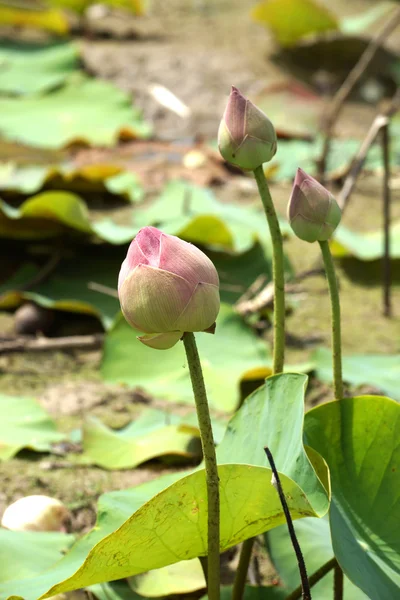 Krásná růžová lotosový květ v kvetoucí — Stock fotografie