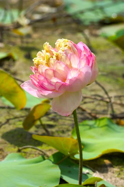 Beautiful pink lotus flower in blooming — Stock Photo, Image