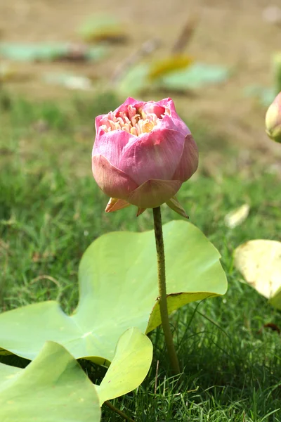 Bellissimo fiore di loto rosa in fiore — Foto Stock