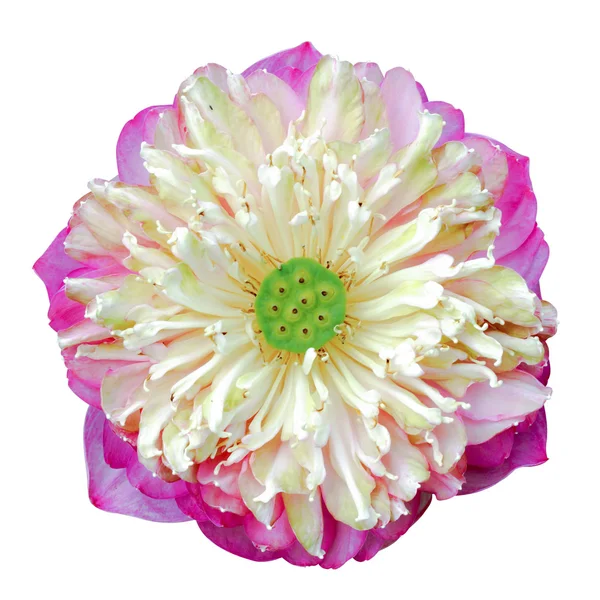 Bellissimo fiore di loto rosa in fiore isolato su dorso bianco — Foto Stock