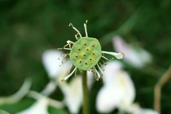 Lotus utsäde — Stockfoto