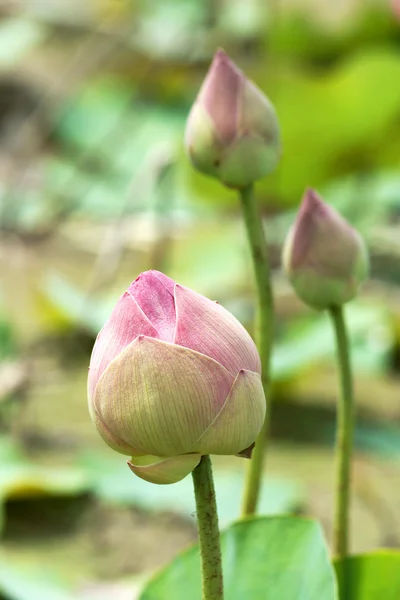 Beautiful pink lotus flower in blooming — Stock Photo, Image