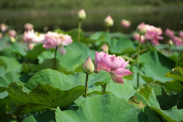 Bellissimo fiore di loto rosa in fiore — Foto Stock