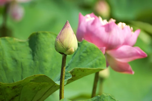 Beautiful pink lotus flower in blooming — Stock Photo, Image