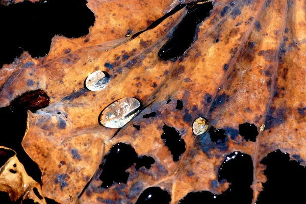 Vecchie foglie di loto — Foto Stock