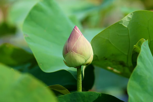 Beautiful pink lotus flower in blooming — Stock Photo, Image