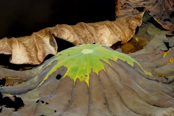 Lotus leaves — Stock Photo, Image