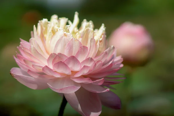 Linda flor de lótus rosa em flor — Fotografia de Stock