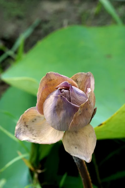 開花中の美しいピンクの蓮の花 — ストック写真