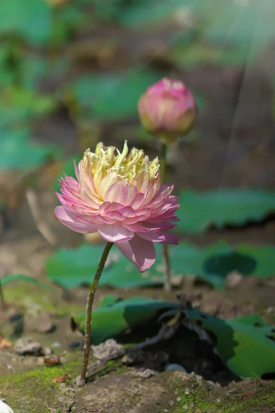 Linda flor de lótus rosa em flor — Fotografia de Stock