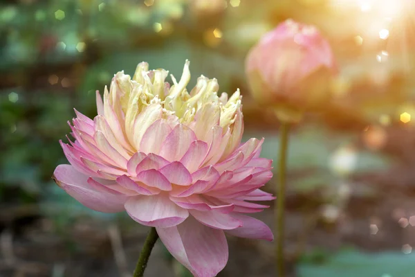 Hermosa flor de loto rosa en flor —  Fotos de Stock