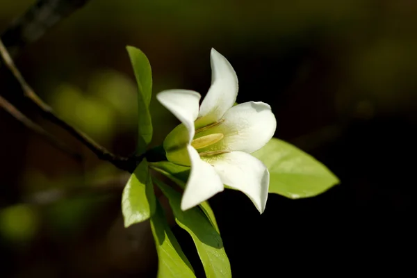 La fleur blanche de Gardenia hydrophila . — Photo