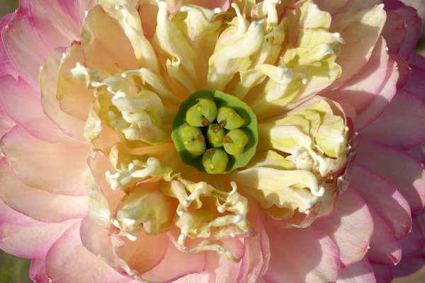 Linda flor de lótus rosa em flor — Fotografia de Stock