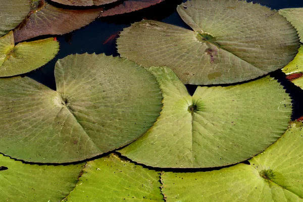 Waterlily leaves. — Stock Photo, Image