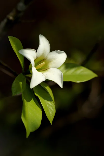 Den hvide blomst af Gardenia hydrophila . - Stock-foto