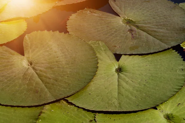 Blätter der Seerose. — Stockfoto