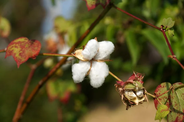 Close-up of Ripe cotton bolls on branch — Stock Photo, Image