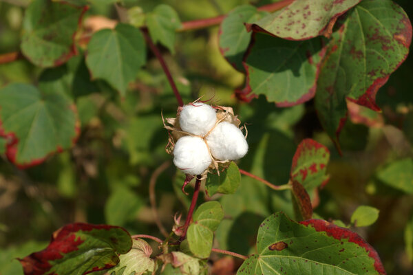 Close-up of Ripe cotton bolls on branch