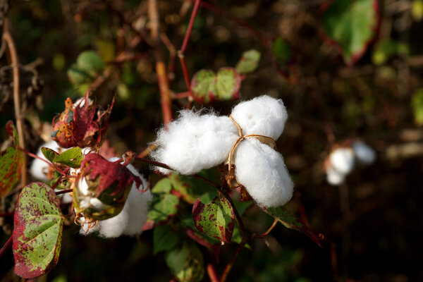 Close-up of Ripe cotton bolls on branch