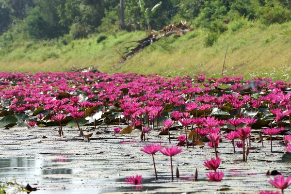 Beautiful pink waterlily flower in blooming — Stock Photo, Image