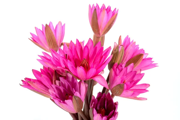 美丽的粉红色睡莲花在盛开在白色背景上. — 图库照片