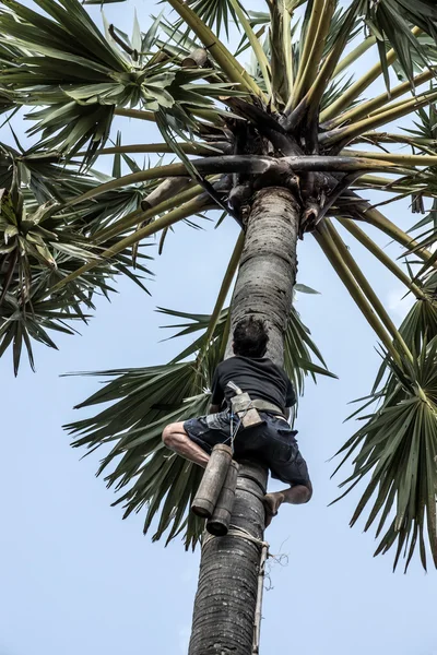 People are climbing palm sugar to keep fresh. — Stock Photo, Image
