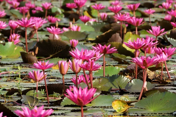 Beautiful pink waterlily flower in blooming — Stock Photo, Image