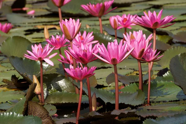 美しいピンクのスイレンの花咲く — ストック写真