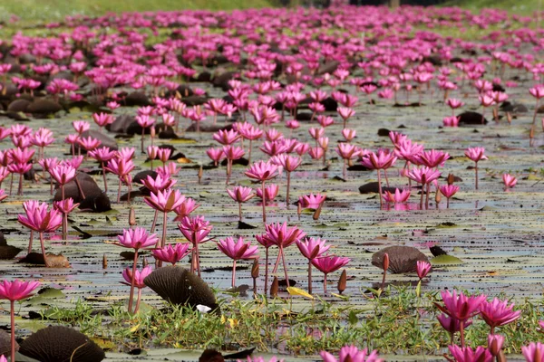 Beautiful pink waterlily flower in blooming — Stock Photo, Image