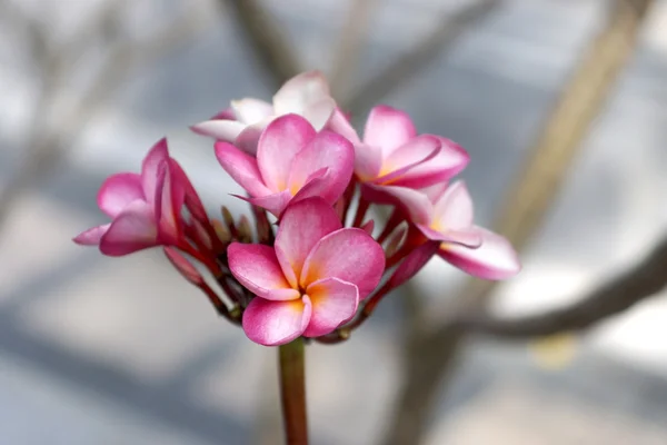 Frangipani rosa —  Fotos de Stock