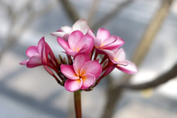 Pink frangipani — Stock Photo, Image