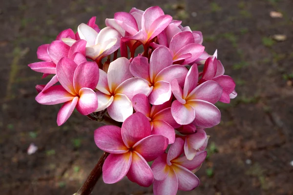 Pembe frangipani — Stok fotoğraf