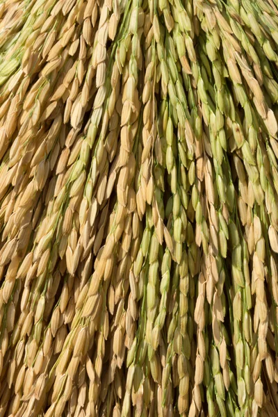 Boeket van rijst plant — Stockfoto