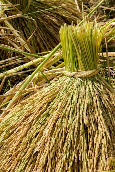 Kytice z rostliny rýže — Stock fotografie