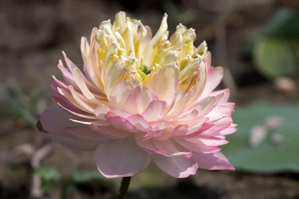 Krásná růžová lotosový květ v kvetoucí — Stock fotografie