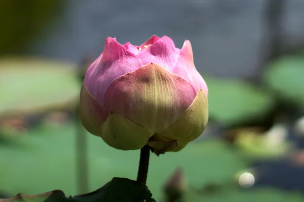 Krásná růžová lotosový květ v kvetoucí — Stock fotografie