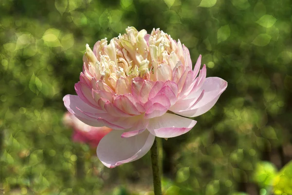 Bellissimo fiore di loto rosa in fiore — Foto Stock