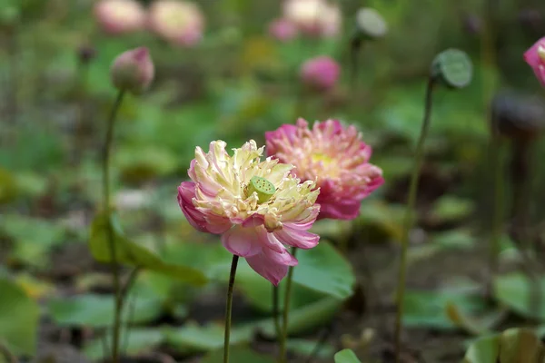 Hermosa flor de loto rosa en flor — Foto de Stock