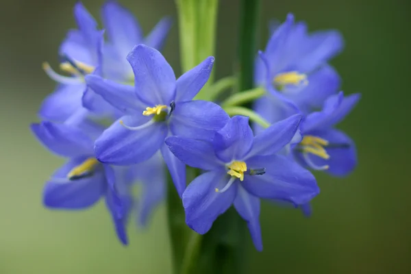 Monochoria elata ridl bir ışık mor çiçekler. — Stok fotoğraf