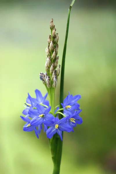 Monochoria elata ridl bir ışık mor çiçekler. — Stok fotoğraf