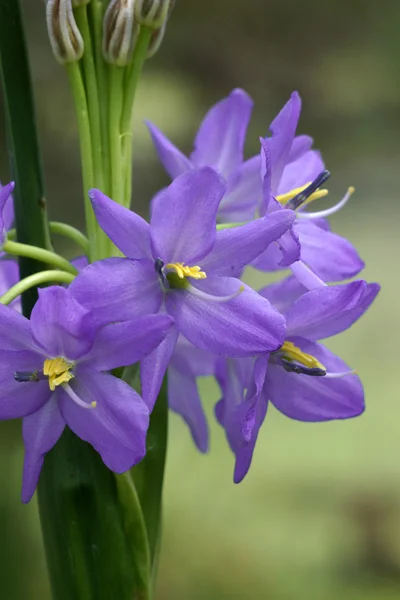 Flores púrpura claro de Monochoria elata Ridl . — Foto de Stock