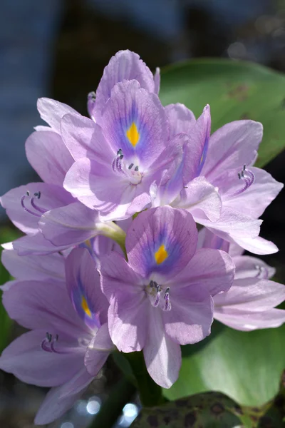 紫色水风信子花盛开. — 图库照片