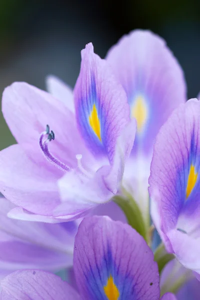 Flores de jacinto de agua púrpura están floreciendo . — Foto de Stock