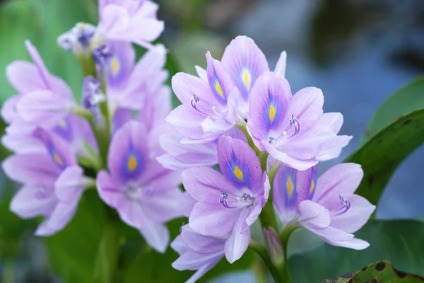 Waterhyacint paarse bloemen zijn bloei. — Stockfoto