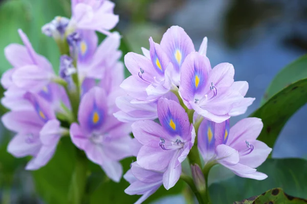 Lila Wasserhyazinthen blühen. — Stockfoto